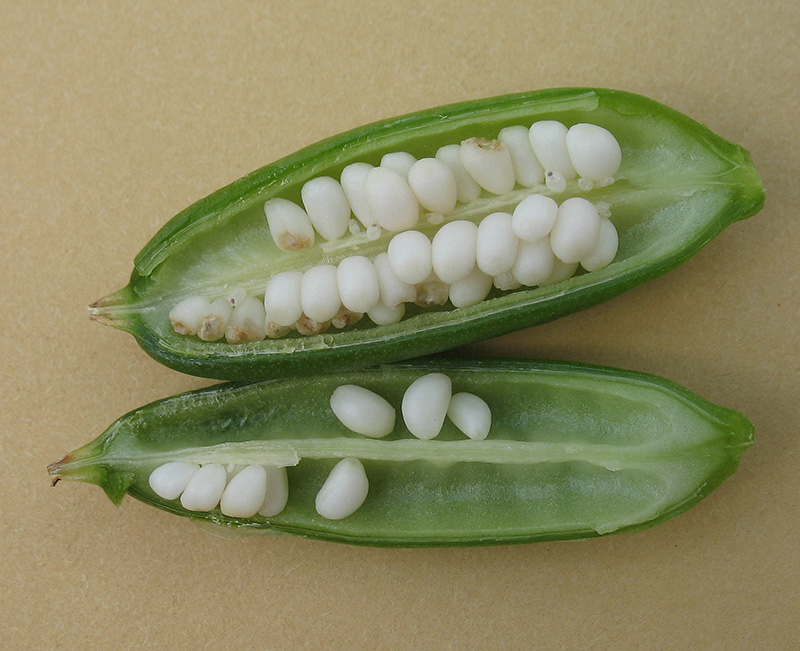 Image of Iris aphylla specimen.