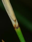 Juncus arabicus