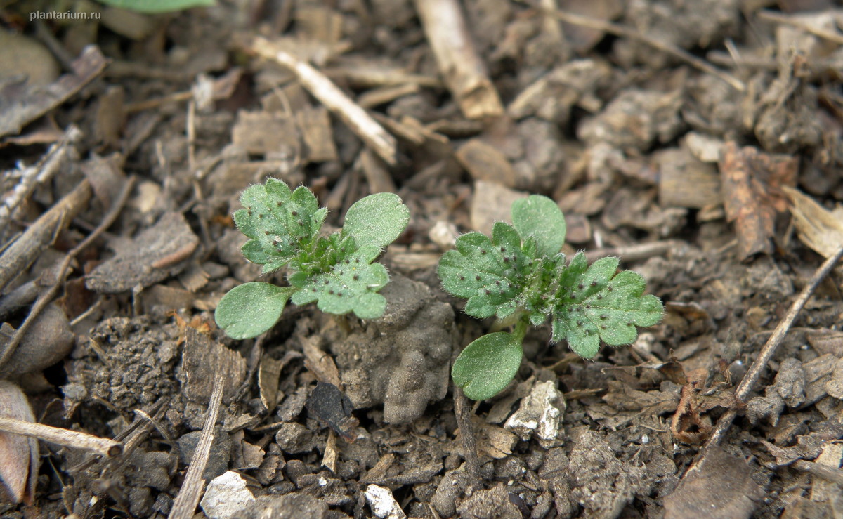 Image of Urtica urens specimen.