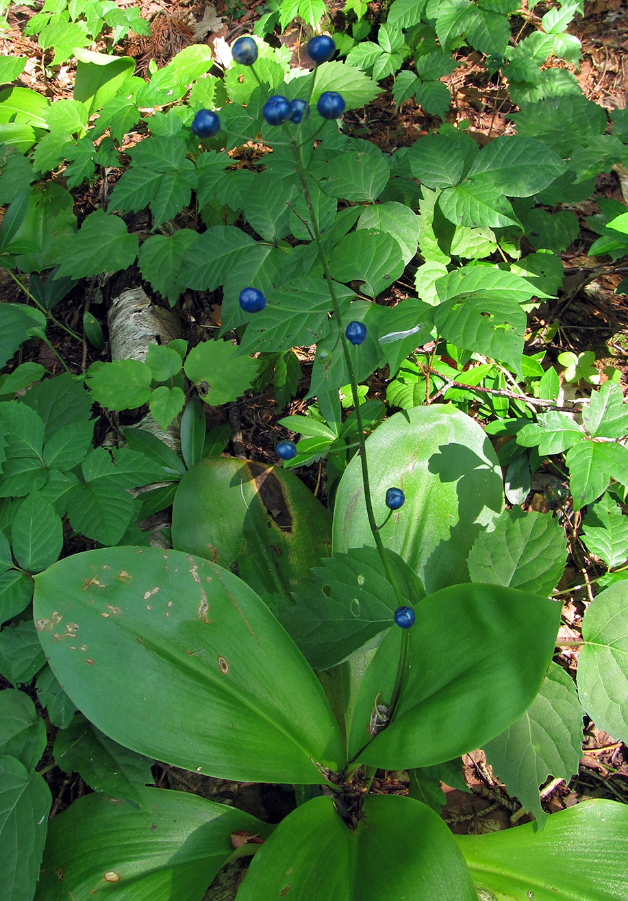 Image of Clintonia udensis specimen.