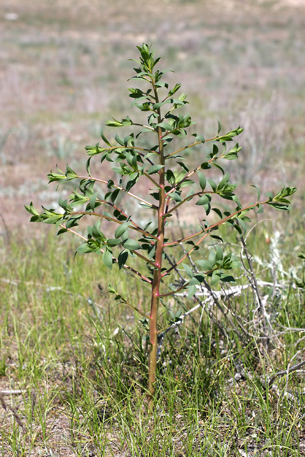 Image of genus Haplophyllum specimen.