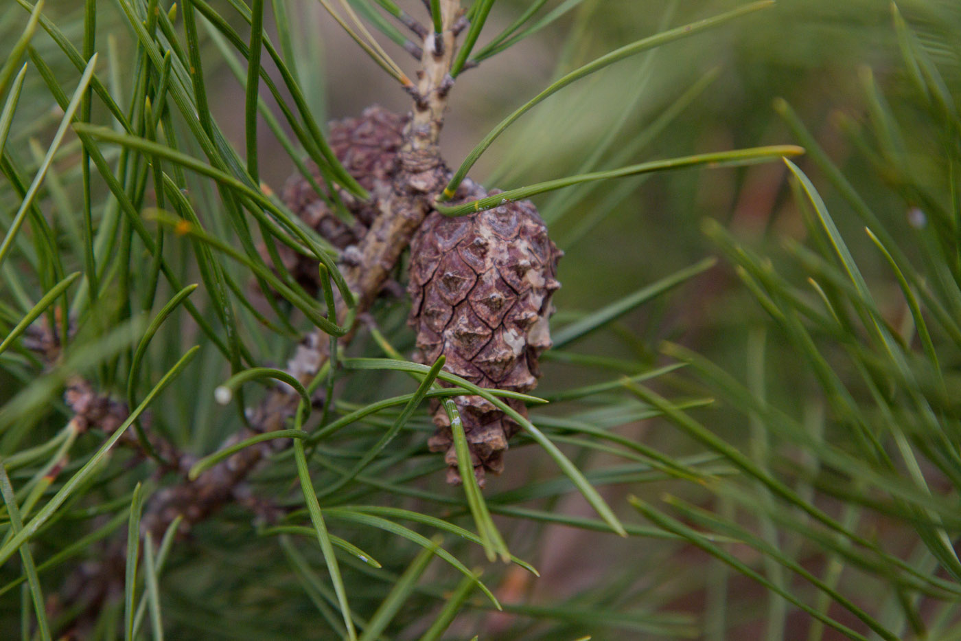 Изображение особи Pinus sylvestris.