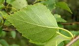 genus Betula. Тыльная сторона листа. Берег Белого моря, юго-зап. ч. Онежской губы, небольшой остров. Август 2014 г.