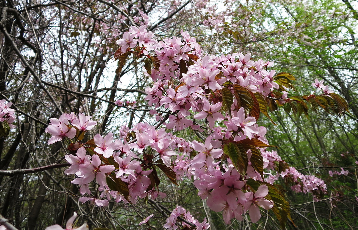 Изображение особи Cerasus sachalinensis.