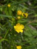 Ranunculus auricomus