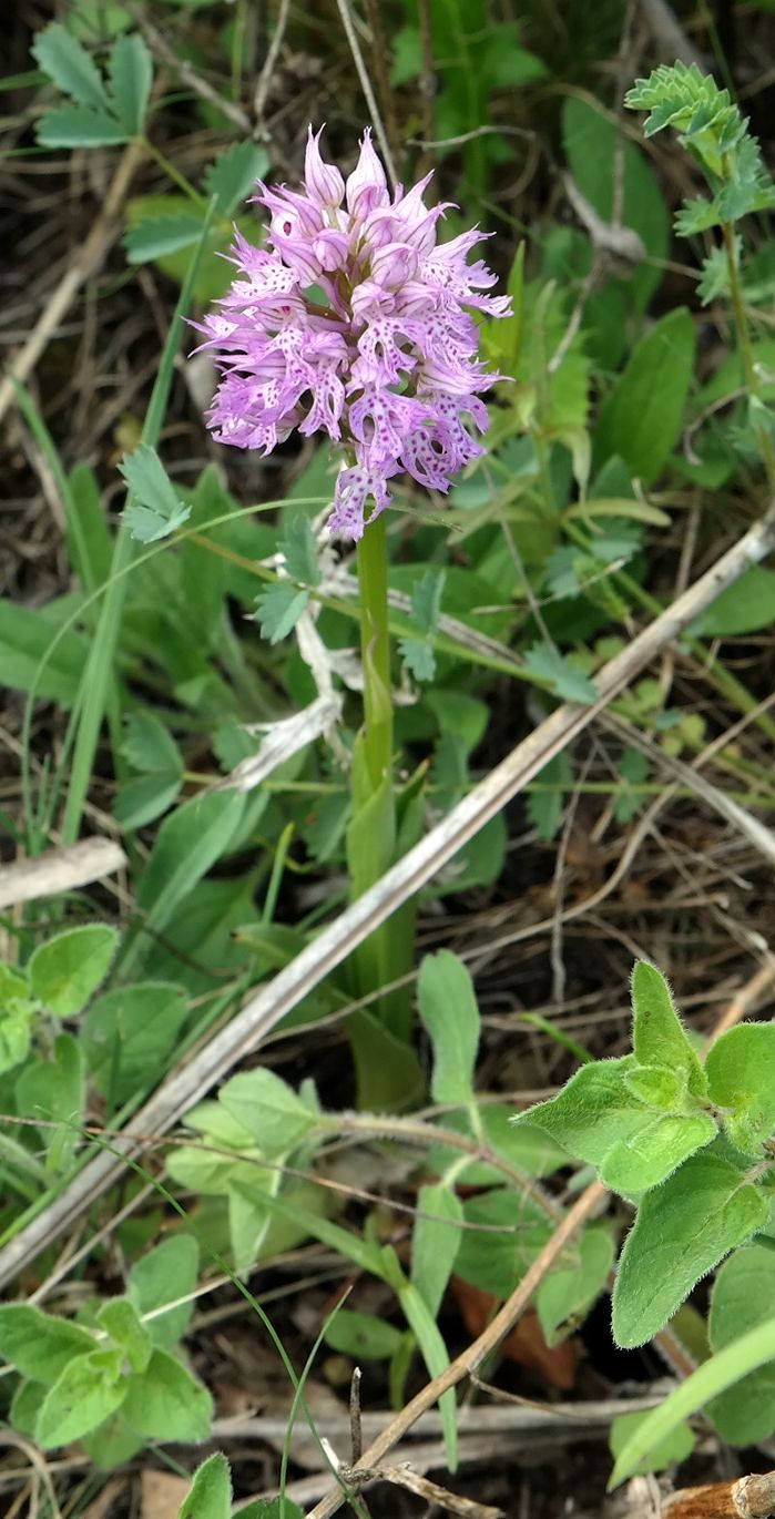 Изображение особи Neotinea tridentata.