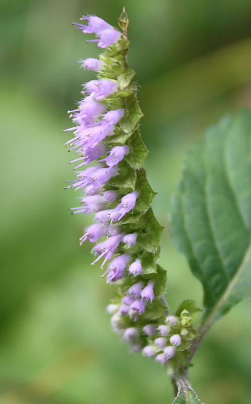 Image of Elsholtzia ciliata specimen.