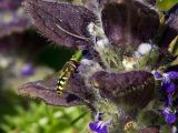 Ajuga pyramidalis