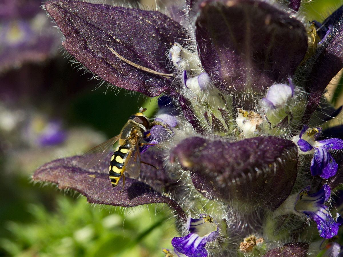 Изображение особи Ajuga pyramidalis.