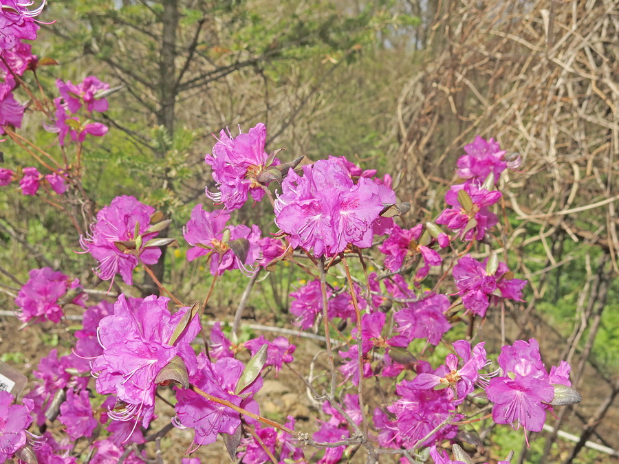 Изображение особи Rhododendron sichotense.