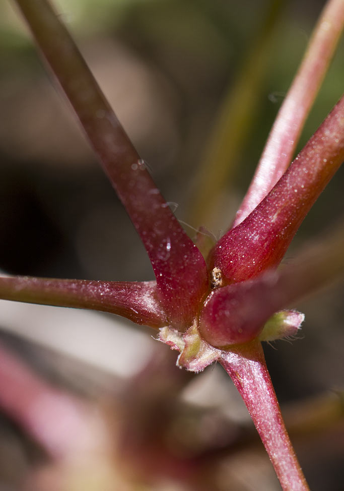 Image of Geranium robertianum specimen.