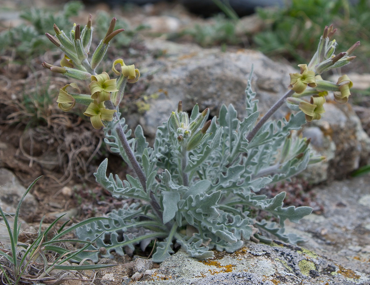 Изображение особи Matthiola odoratissima.