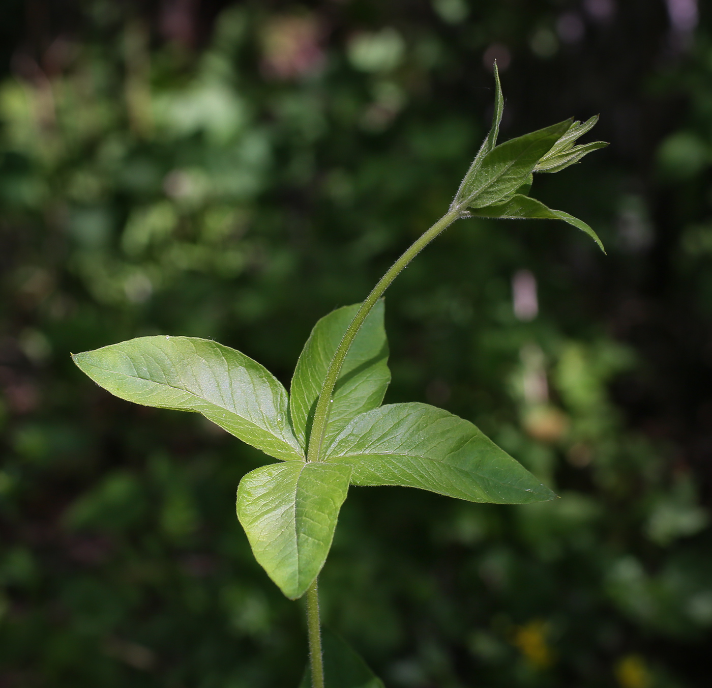 Изображение особи Lysimachia vulgaris.