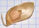 Cicer arietinum