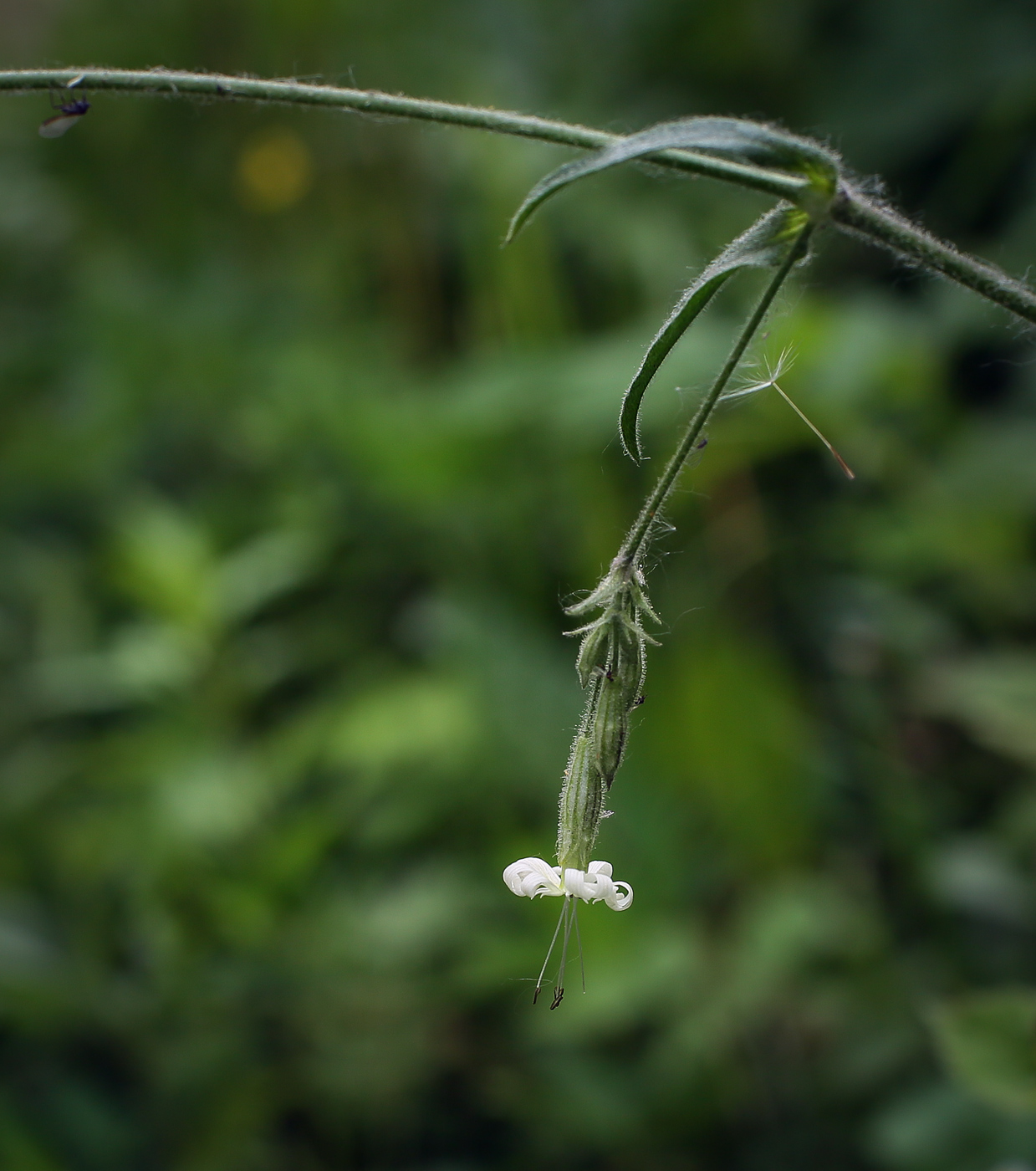 Image of Silene nutans specimen.