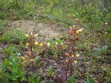 Pedicularis labradorica