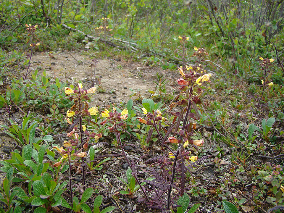 Изображение особи Pedicularis labradorica.