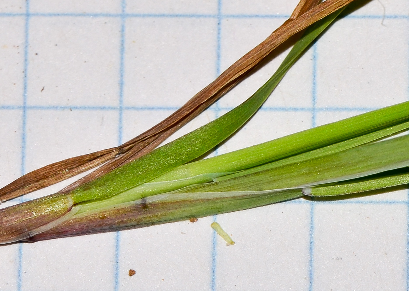 Image of Lamarckia aurea specimen.