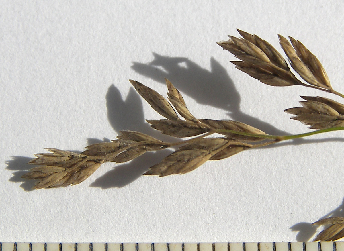 Image of Poa pratensis specimen.