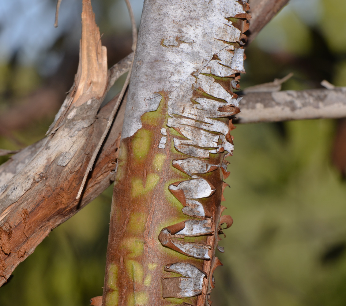 Изображение особи Eucalyptus caesia.