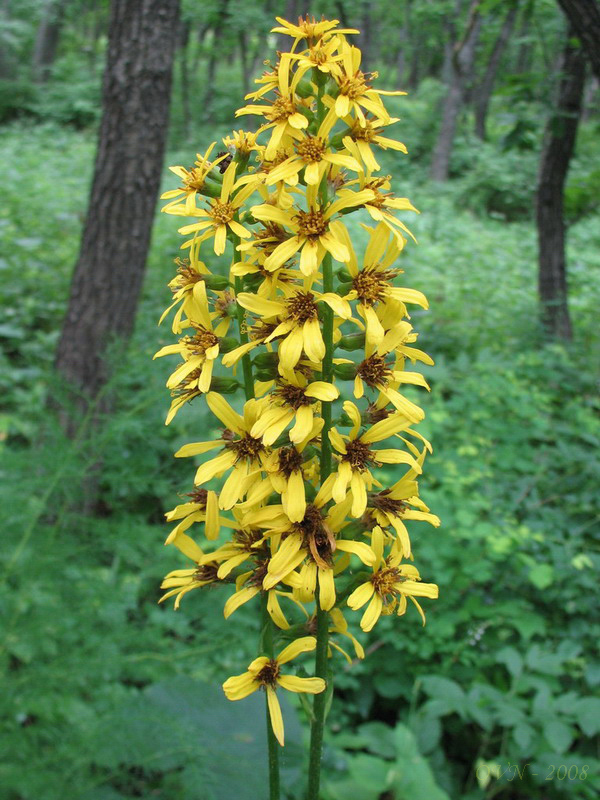 Изображение особи Ligularia fischeri.