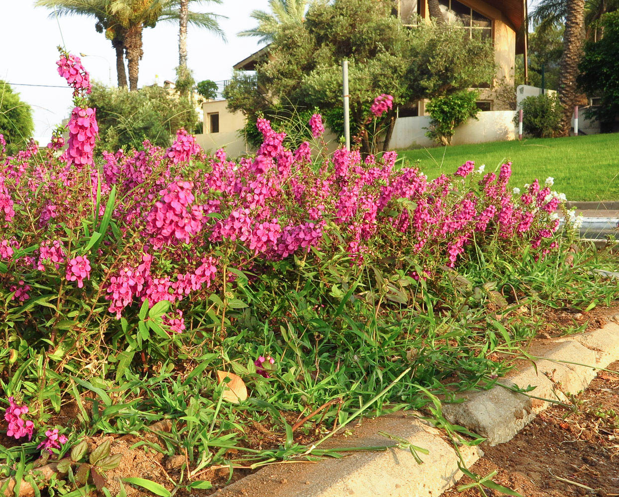 Image of Angelonia angustifolia specimen.