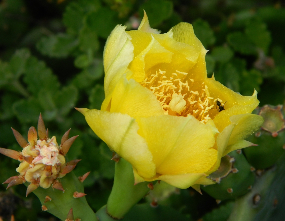 Image of Opuntia humifusa specimen.
