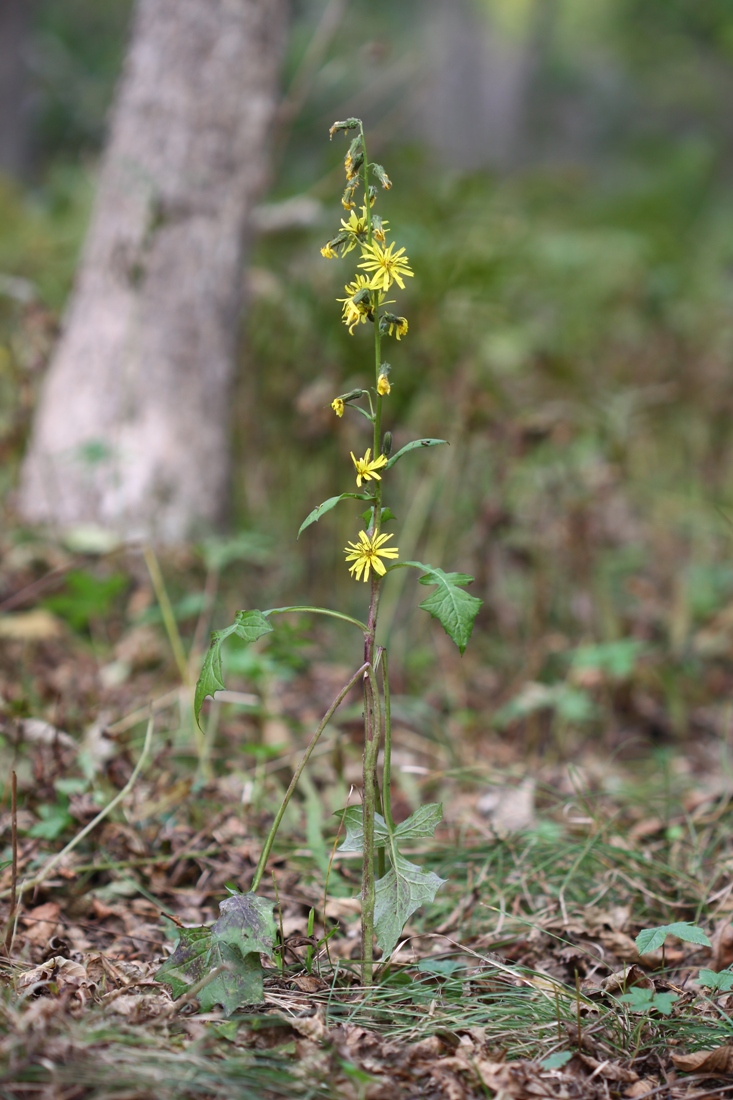 Image of Prenanthes blinii specimen.