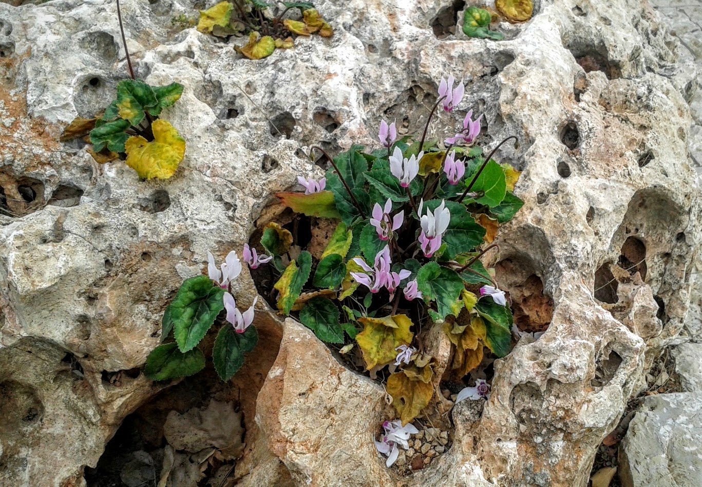 Изображение особи Cyclamen persicum.