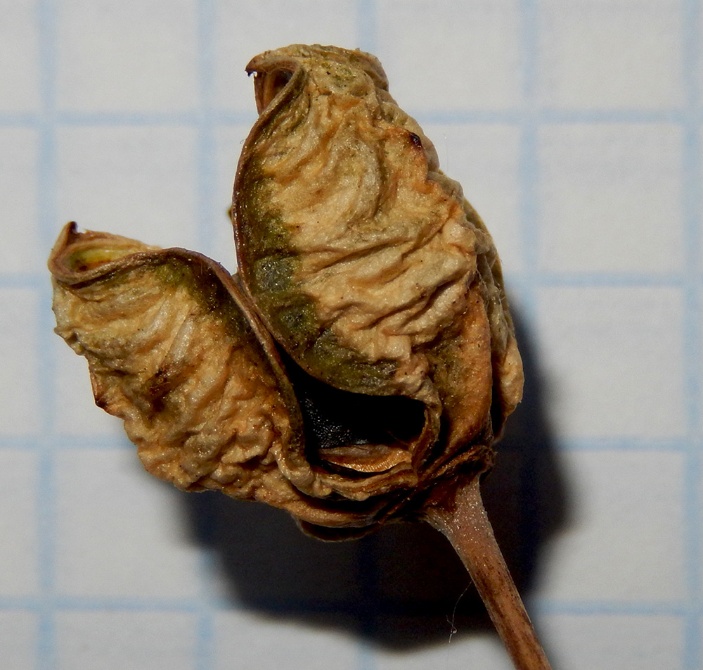 Image of Asphodeline lutea specimen.