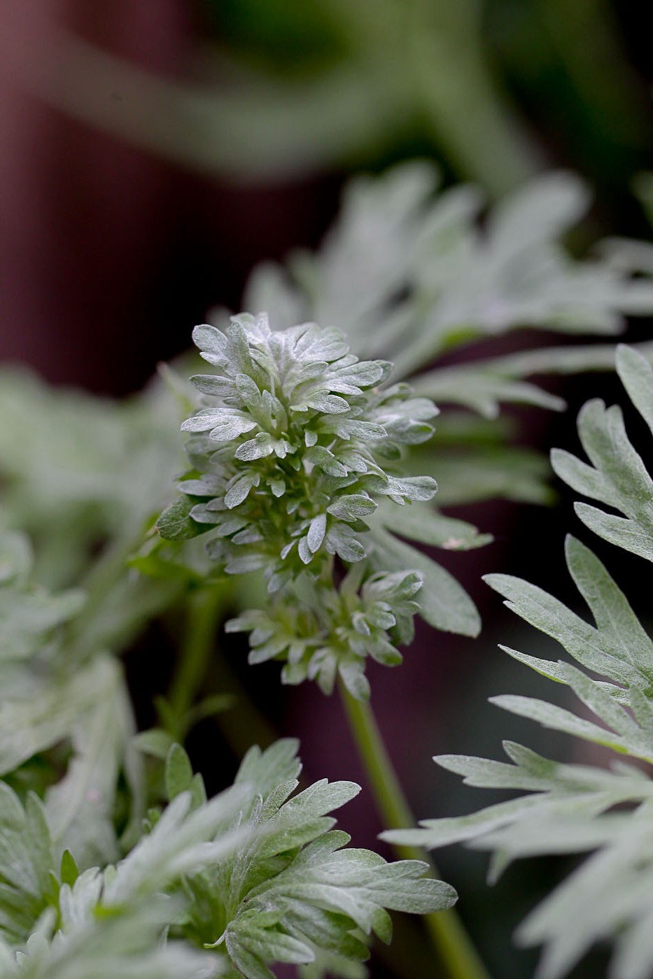 Image of Artemisia absinthium specimen.