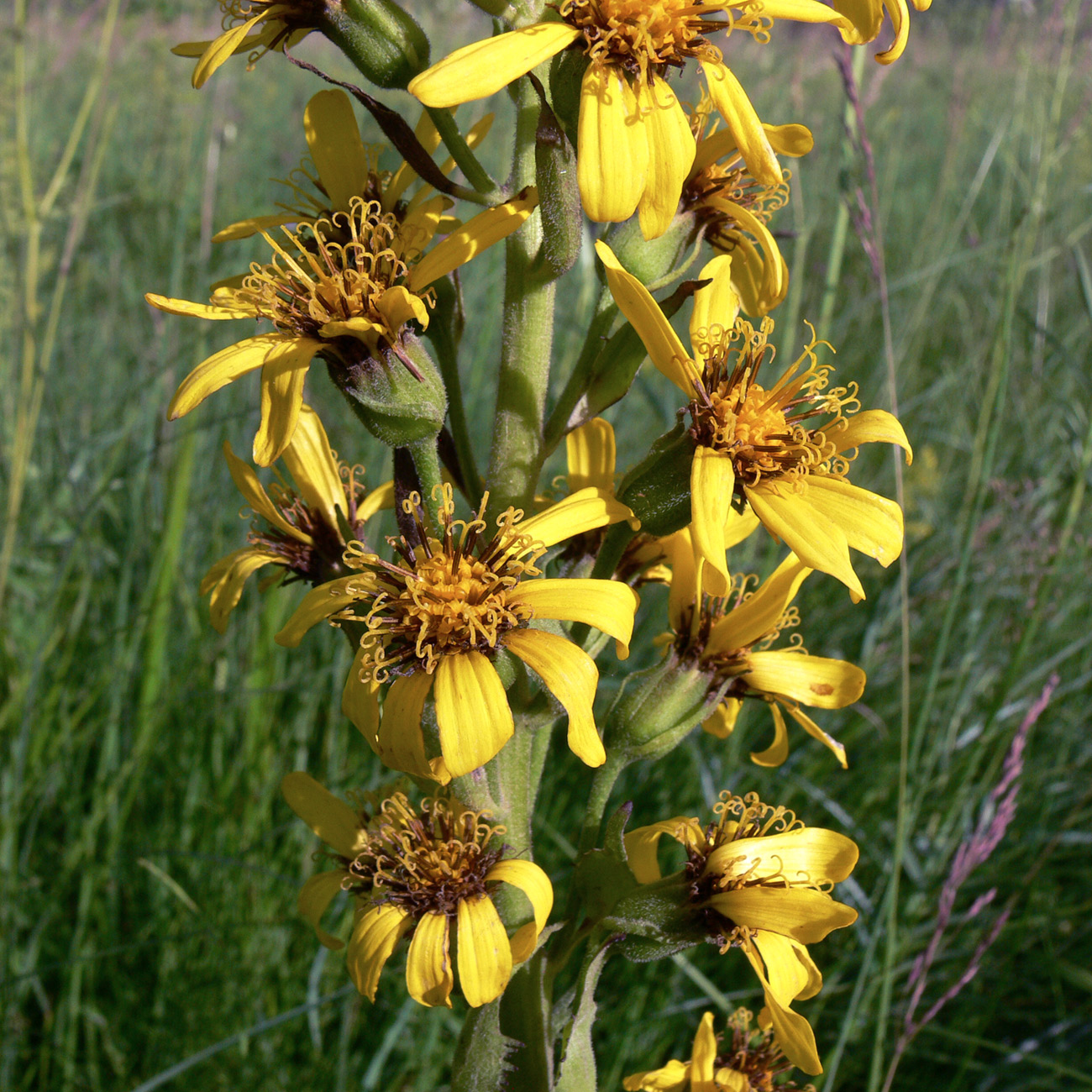 Изображение особи Ligularia fischeri.