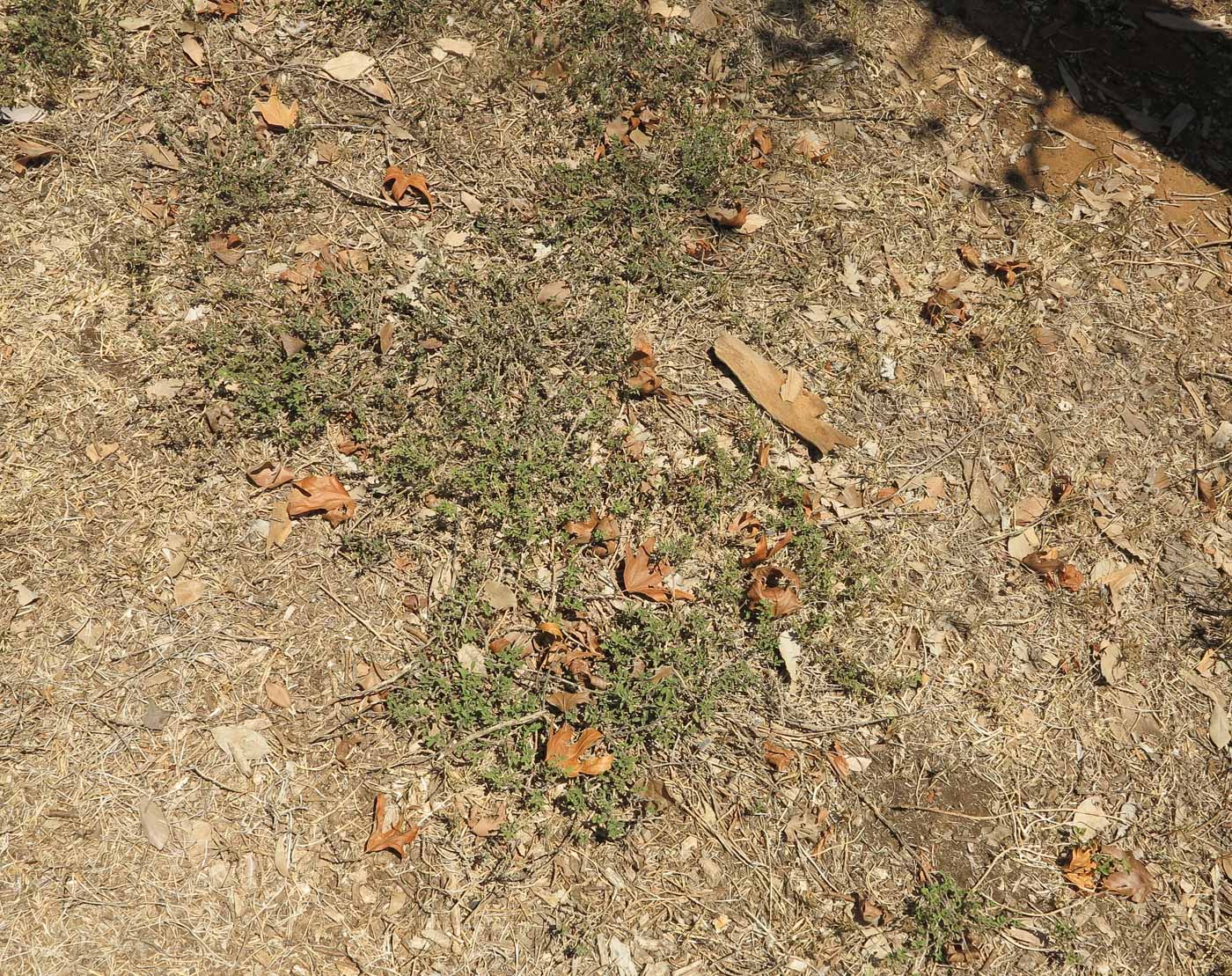 Image of Galenia pubescens specimen.