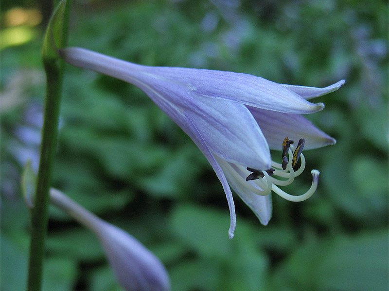 Изображение особи Hosta albomarginata.