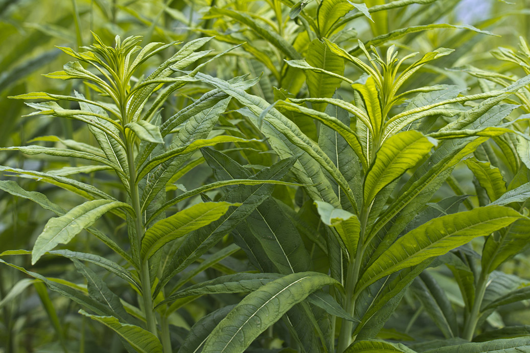 Image of Chamaenerion angustifolium specimen.