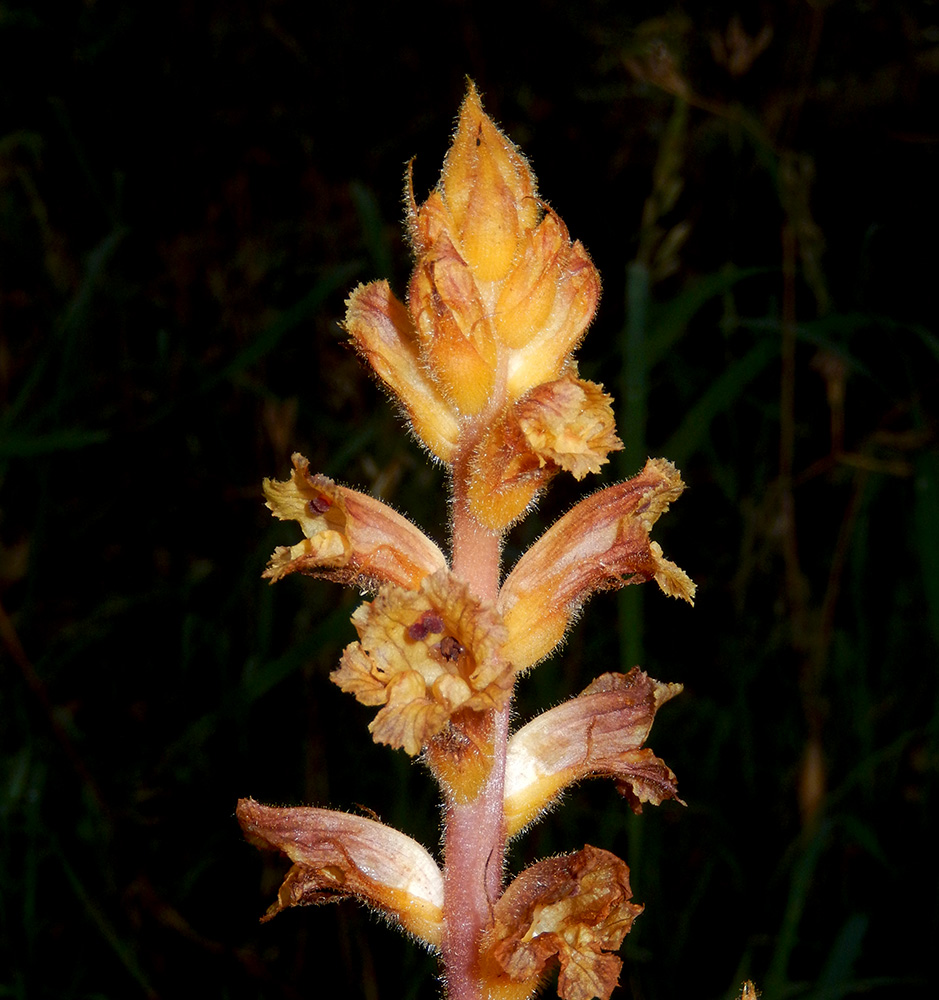 Изображение особи Orobanche laxissima.