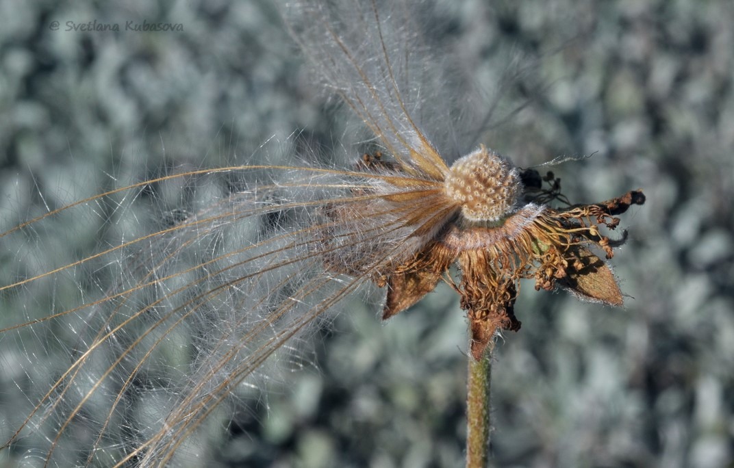 Image of Dryas octopetala specimen.