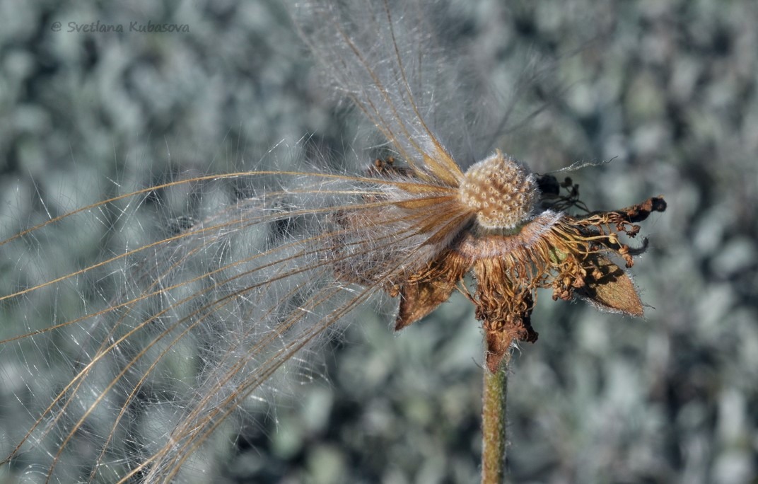 Изображение особи Dryas octopetala.