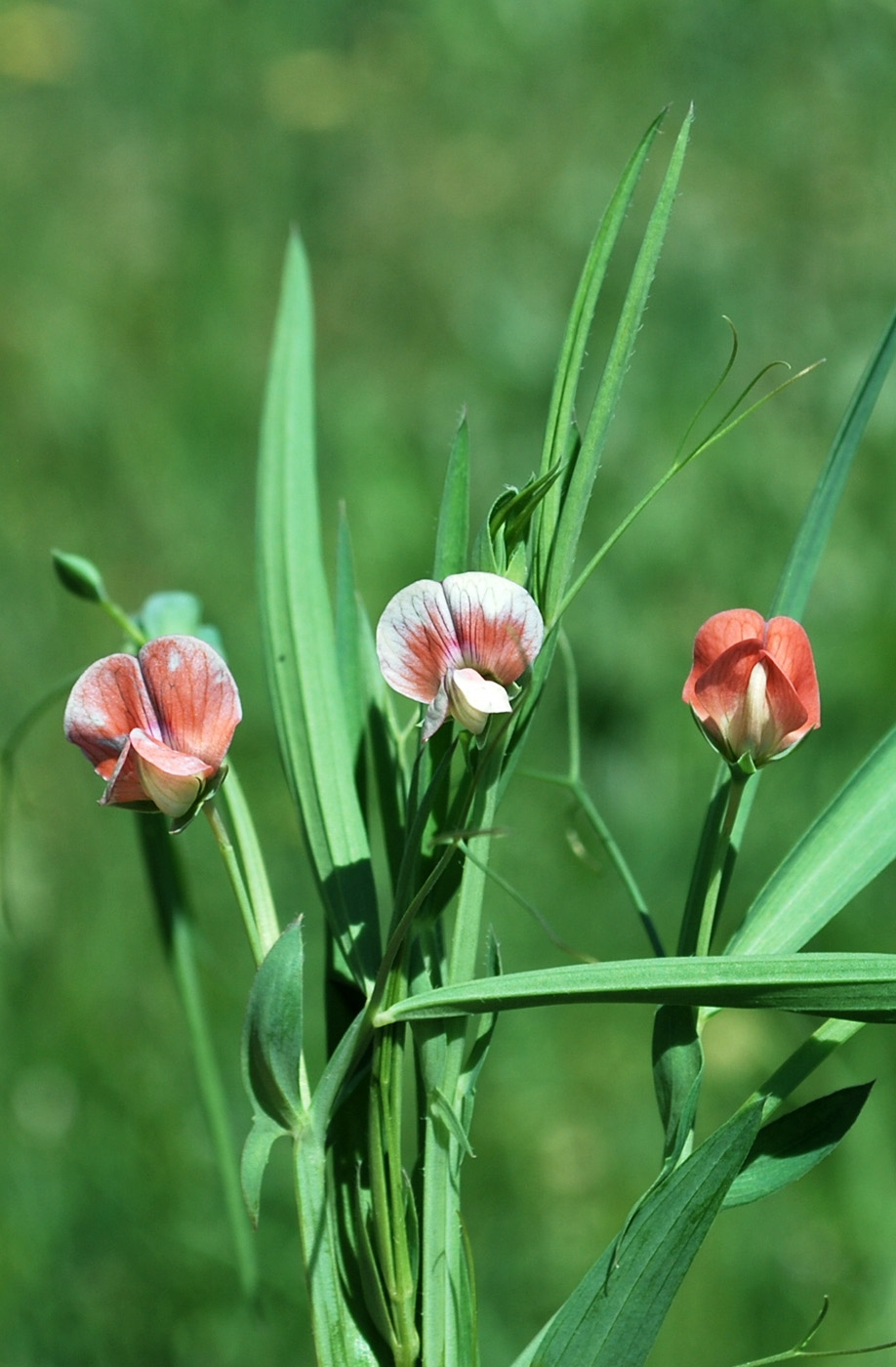 Изображение особи Lathyrus cicera.