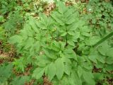 Angelica sylvestris