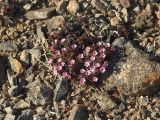 Douglasia ochotensis