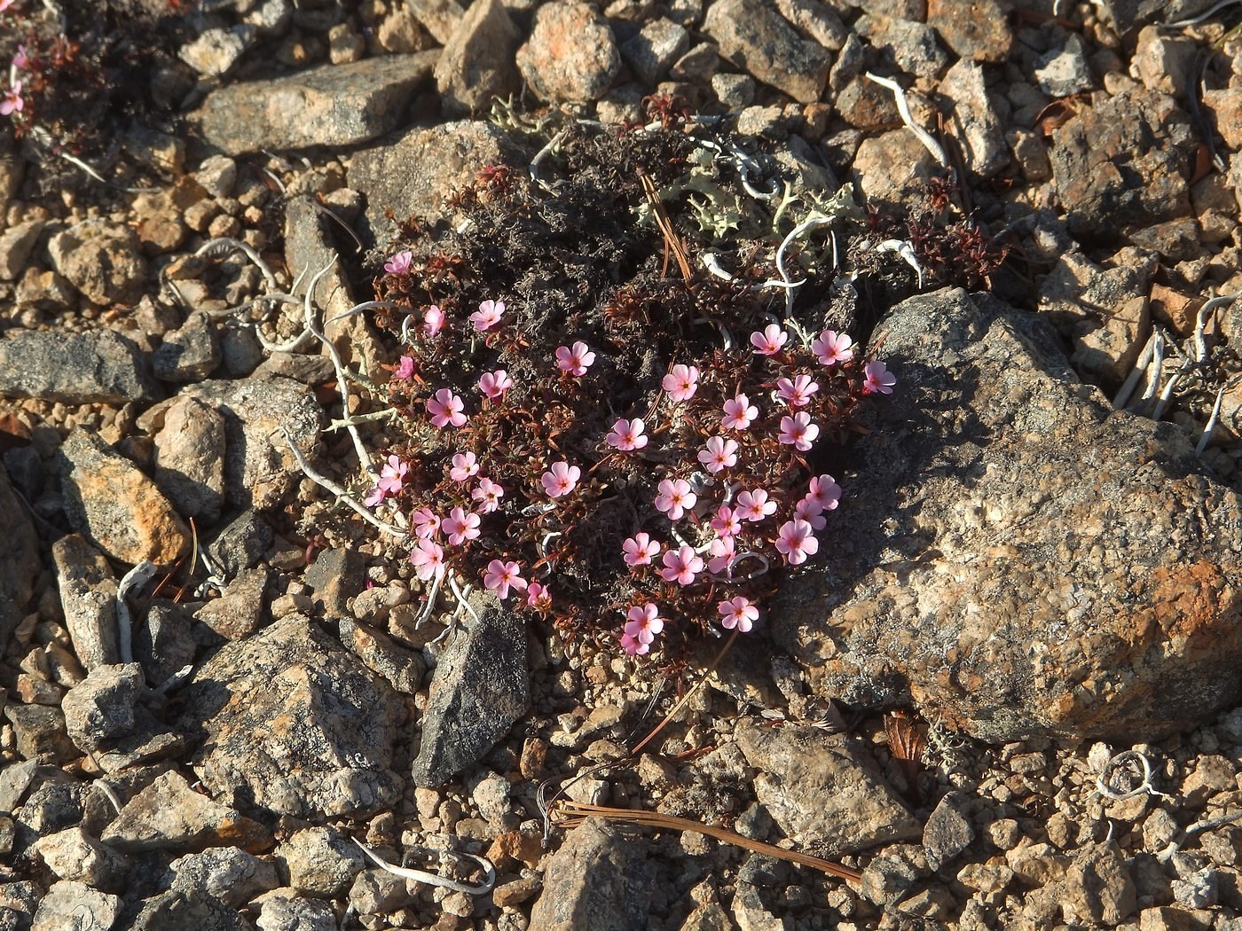 Изображение особи Douglasia ochotensis.