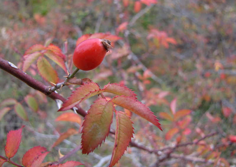 Изображение особи Rosa canina.