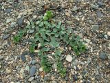 Mertensia maritima