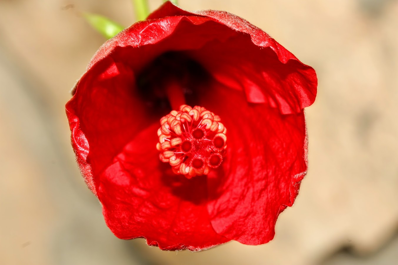 Изображение особи Hibiscus rosa-sinensis.