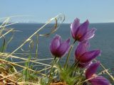 Pulsatilla multifida. Верхушки цветущих растений. Магаданская обл., окр. Магадана, бухта Гертнера, крутой скалистый склон над морем. 01.06.2008.