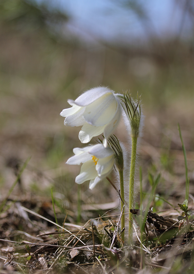 Image of Pulsatilla patens specimen.