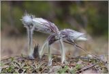 Pulsatilla patens
