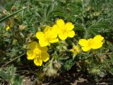 Potentilla sphenophylla. Цветки. Краснодарский край, окр. г. Новороссийск, хр. Маркотх, открытый склон. 17 апреля 2014 г.