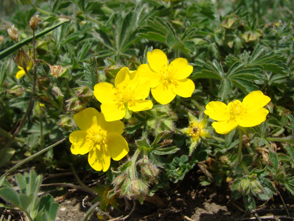 Image of Potentilla sphenophylla specimen.